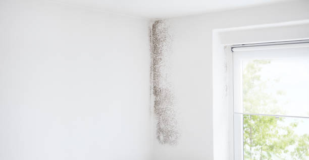 Best Commercial Mold Inspection  in Cadiz, KY