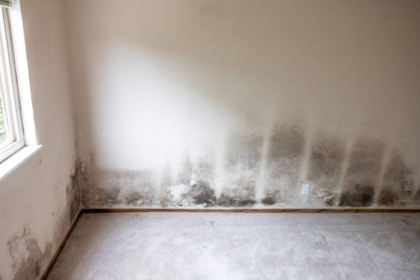 Forensic Mold Investigation in Cadiz, KY